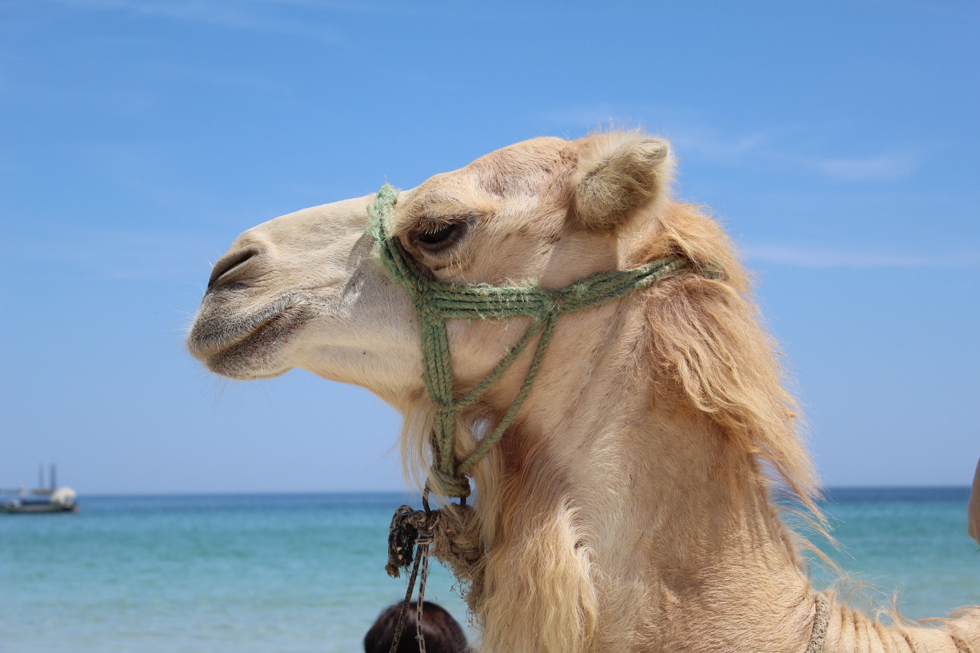 Définition de camel case Qu'estce que c'est et comment l'utiliser